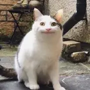 りゅーせー