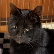 makiの画像