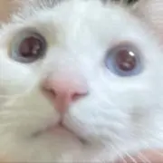ささみの画像