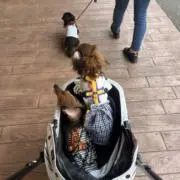 きくの画像