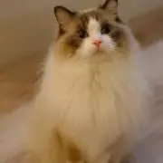 キノコの画像