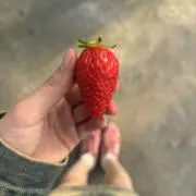 なす17の画像