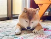 ガルルゥ〜1107自己紹介文必読下さい。の画像
