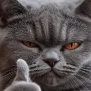 ポンタの画像