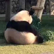 ごろたむ