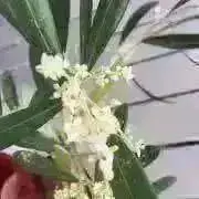 オリーブの画像