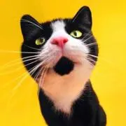 よっしーの画像
