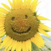 sunflower＿87の画像