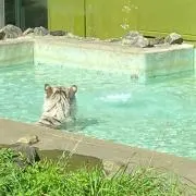 Šの画像