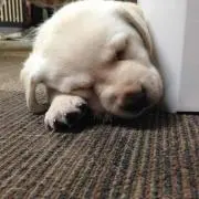 まもり