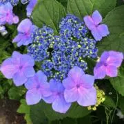 Lilianの画像