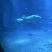 ちーちゃんの画像