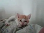 ミッコち