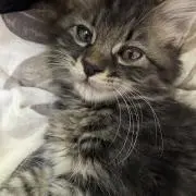 maimaiの画像