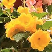 花の画像