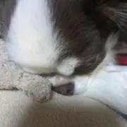 あったかまるの画像