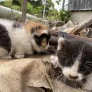 マテ茶