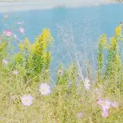 ぺんたごんの画像
