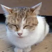 ぷにお