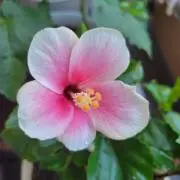 micanの画像