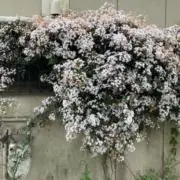 Y.Oの画像