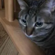 ちぃのっこんぼうや★プロフ必読の画像