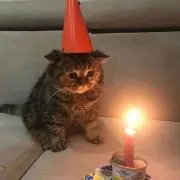 はるさくの画像