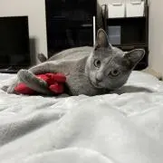 ゆかの画像