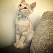 もなかの画像