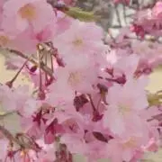なな