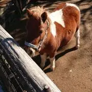 ズミ