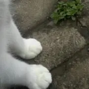 Ronaの画像