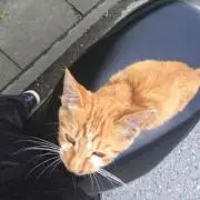 きょうへい