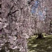 jaja0001の画像