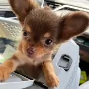 しゃんしゃんの画像