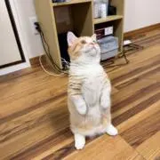 moemoeの画像
