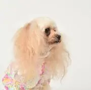 ひー