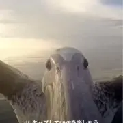 シャンデリア49世の画像