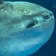 ガモウの画像