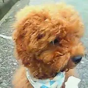 アネラ