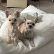 aの画像