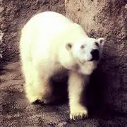 Makkieの画像