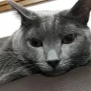 ハイジニーナの画像