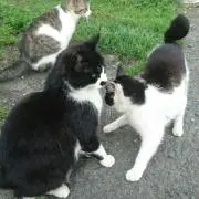 みぃの画像
