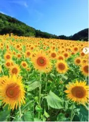ひまわりの約束の画像