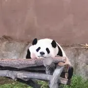ぱんだの画像