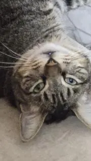 トム