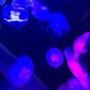ゆゆゆ