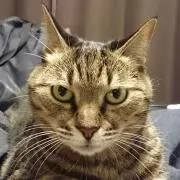 toraの画像
