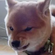 コンニャクの画像